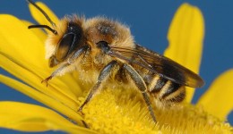 דבורים
