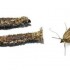 pestcontrol_002