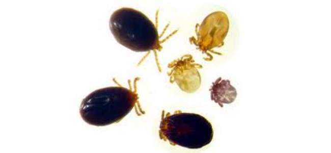 pestcontrol_018