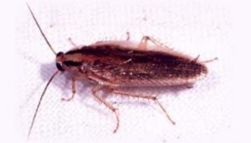 pestcontrol_028