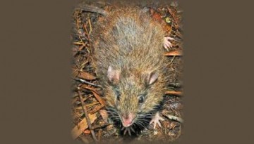 pestcontrol_043