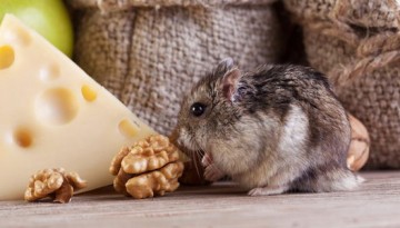 pestcontrol_130
