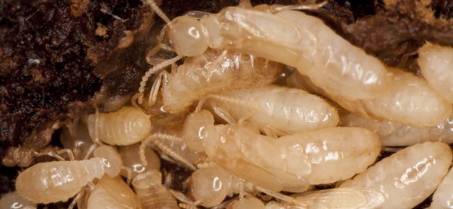 pestcontrol_136